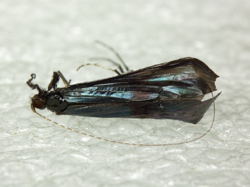 Mystacides nigra